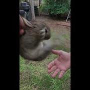 Tiny Bunny Shut Down