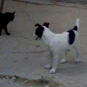 Ржака Драка Кота С Собакой