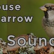 Sparrow Call