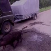 Пижанская Нюша Часть 1