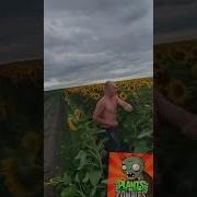 Мужик Ебашит Подсолнухи