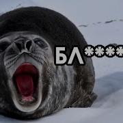 Не Надо Тюлеников