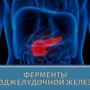 Матрица Гаряева Поджелудочная Железа