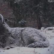 Howl Of A Wolf