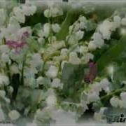 По Ночным Небесам Бродит Бархатный Кот