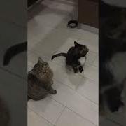 Если Ты Хороший Котик Скажи Мяу