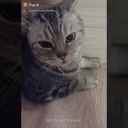 Песня Фоткай Меня