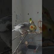 Пение Кореллы