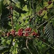 Kebon Kopi