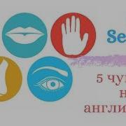 Пинкфонг 5 Органов Чувств На Английском