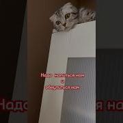 Придиже Развратница