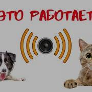 Ультразвук Для Кошек