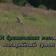Минус Я В Весеннем Лесу