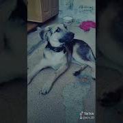 Шо Ты Да Ниче А Ты Шо Та Тоже Тик Ток