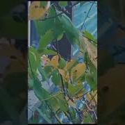 Где Же Ты Счастье Запоздалое