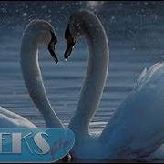 Упала Птица В Камышы Лишила Лебедя Полёта