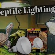 Turtle Light