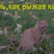 Осень Как Рыжая Кошка