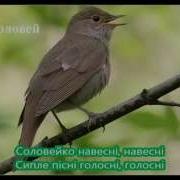 Караоке Соловейко Музика А Філіпенка Сл Г Бойка Минус Со Словами