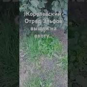 Песни Под Звук Эльфа