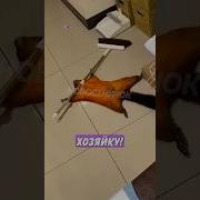 Прикольная Белка