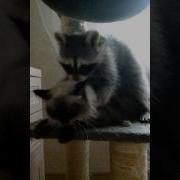 Енот Делает Массаж Кошке