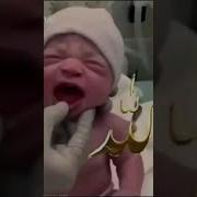 Янги Тугилган Чакалок Йигиси