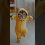 Танцующий Кот Dancing Cat