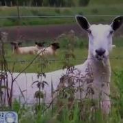 Видео Прикол Бараны Блеют