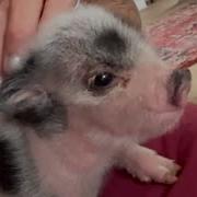 Piglet Games