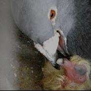 How Pigeons Feed A Newborn Pigeon