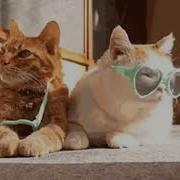 Опа Гангам Стайл Смешные Коты