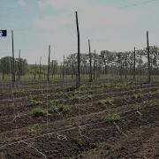 Пахчи Пахчи Хамла Пахчи