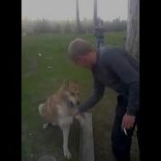 Здарова D Hello Dog Привет Собака