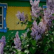 Мамина Сирень Исполняет Песню Пупко Станислав