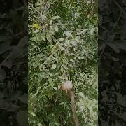 Азербайджански Гранат