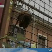 Начало Программы Воскресное Время 2009