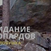 Звёздный Леопард Димдэкт Ciozz