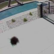 Bee Attacking Security Camera