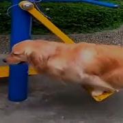 Собака На Качелях