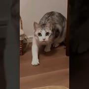 Че Ты Смотришь Кот Озвучка
