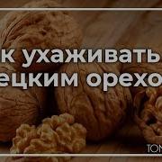 Уход За Грецким Орехом