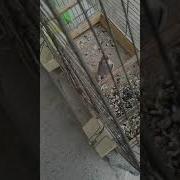Шегол 2 Чар Чар Исфара Супер