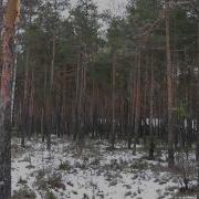 Круиз Послушай Человек Я Дерево